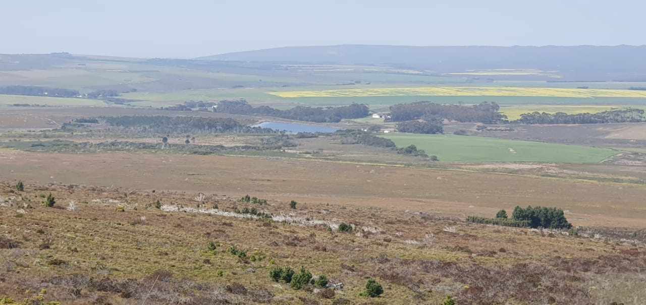 Pure Strandveld Splendour - Wolvengat Farm - To Be Sold At 10h00 thumbnail 11