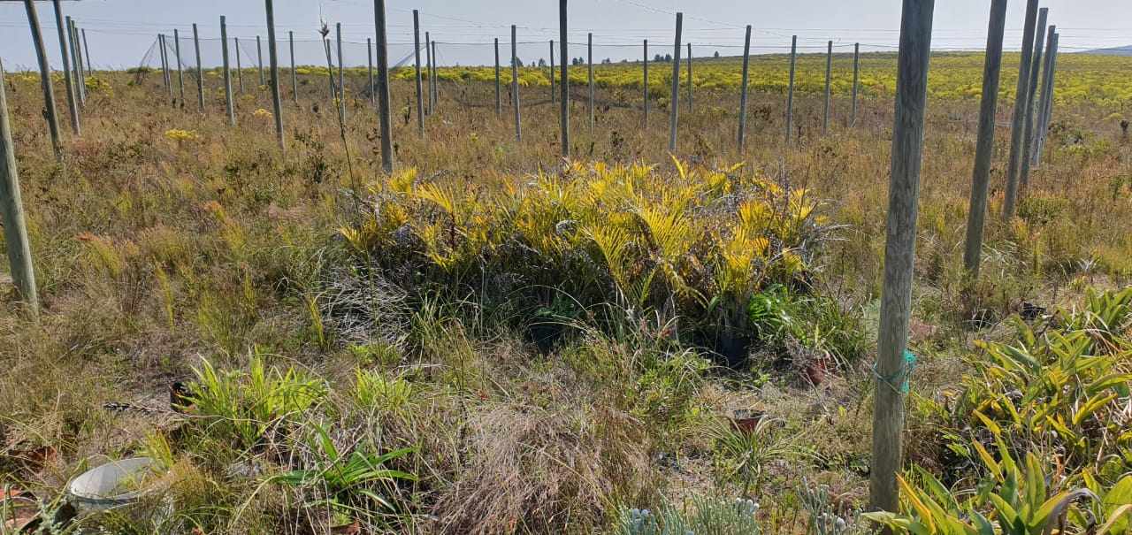 Pure Strandveld Splendour - Wolvengat Farm - To Be Sold At 10h00 thumbnail 13