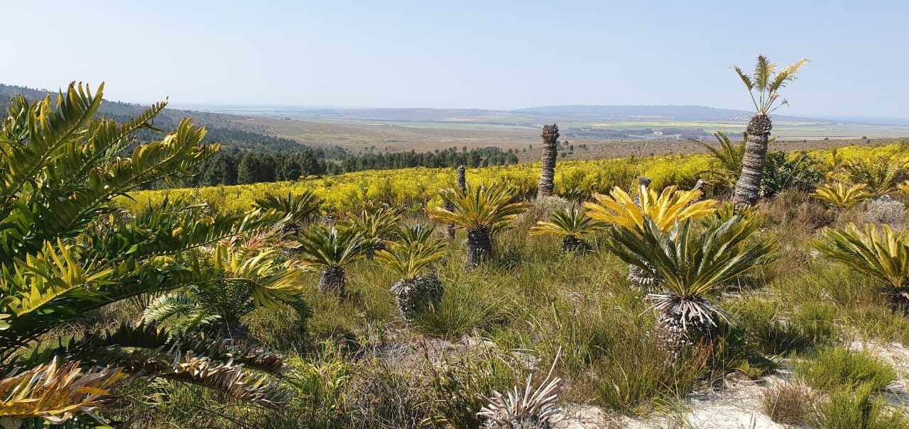 Pure Strandveld Splendour - Wolvengat Farm - To Be Sold At 10h00 thumbnail 14