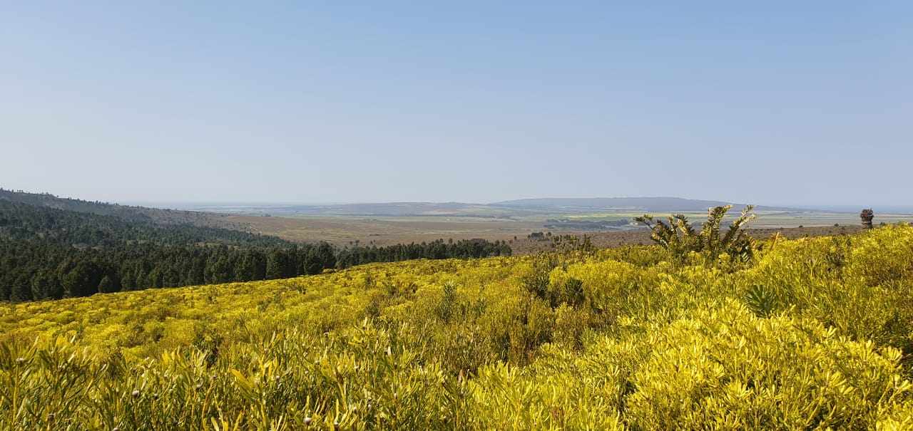 Pure Strandveld Splendour - Wolvengat Farm - To Be Sold At 10h00 thumbnail 16