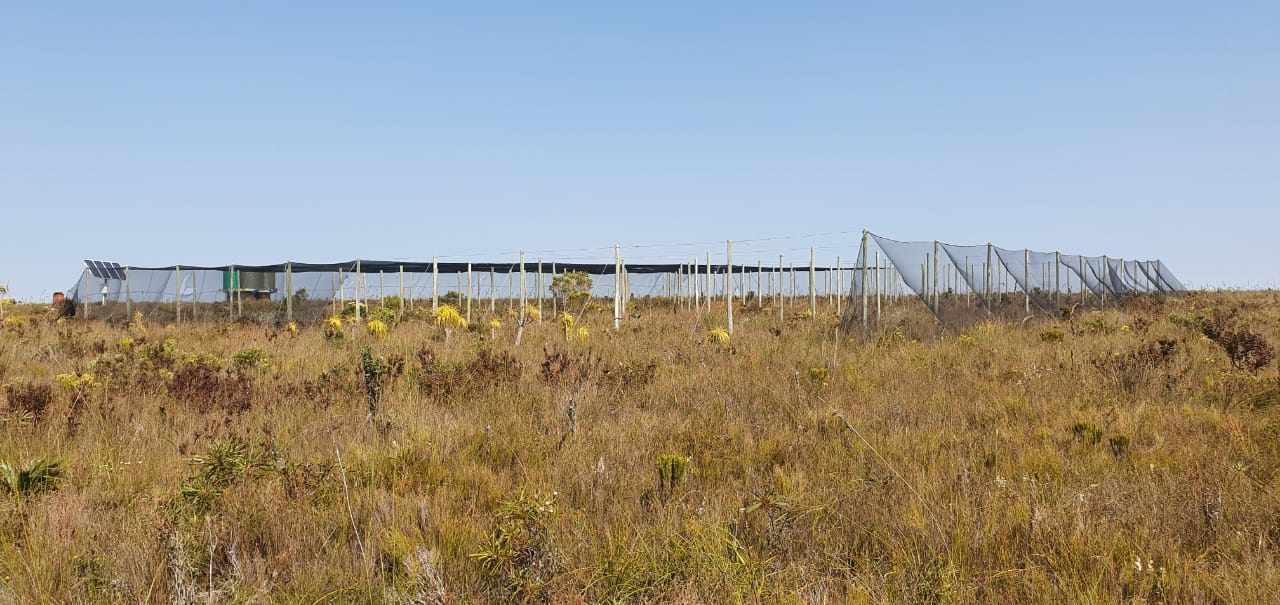 Pure Strandveld Splendour - Wolvengat Farm - To Be Sold At 10h00 thumbnail 18