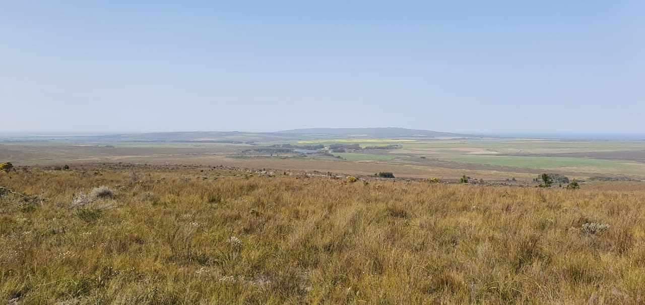 Pure Strandveld Splendour - Wolvengat Farm - To Be Sold At 10h00 thumbnail 19
