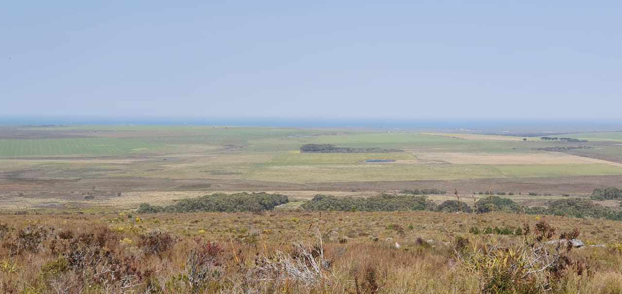 Pure Strandveld Splendour - Wolvengat Farm - To Be Sold At 10h00 thumbnail 17