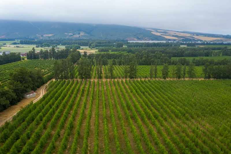 Established Pear Export Farm thumbnail 2