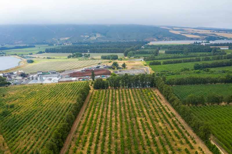 Established Pear Export Farm thumbnail 5