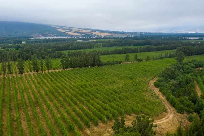 Established Pear Export Farm thumbnail 6