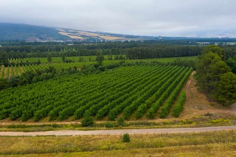 Established Pear Export Farm thumbnail 7