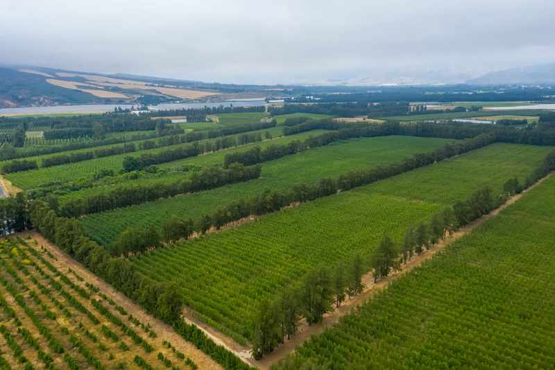 Established Pear Export Farm thumbnail 8