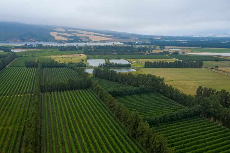 Established Pear Export Farm thumbnail 12