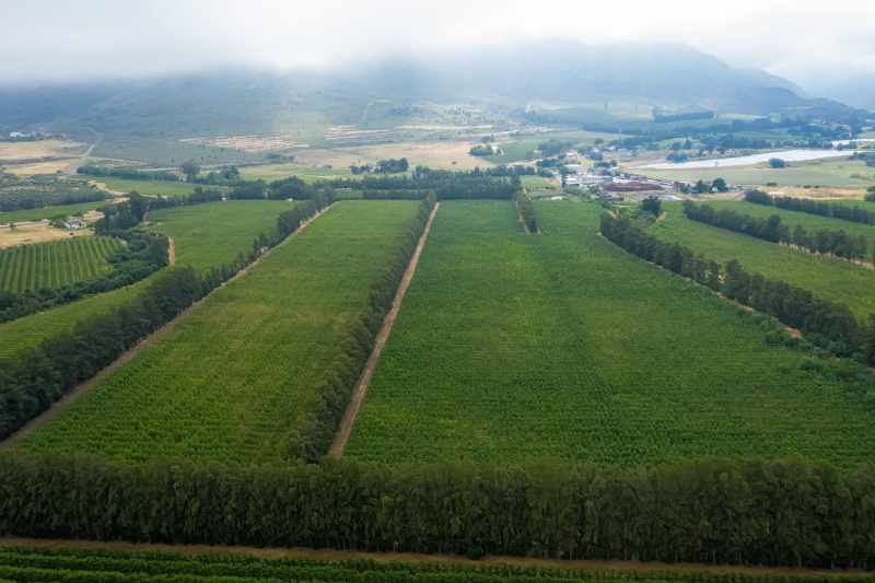Established Pear Export Farm thumbnail 14