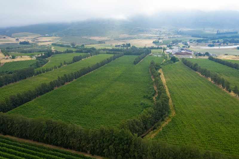 Established Pear Export Farm thumbnail 15