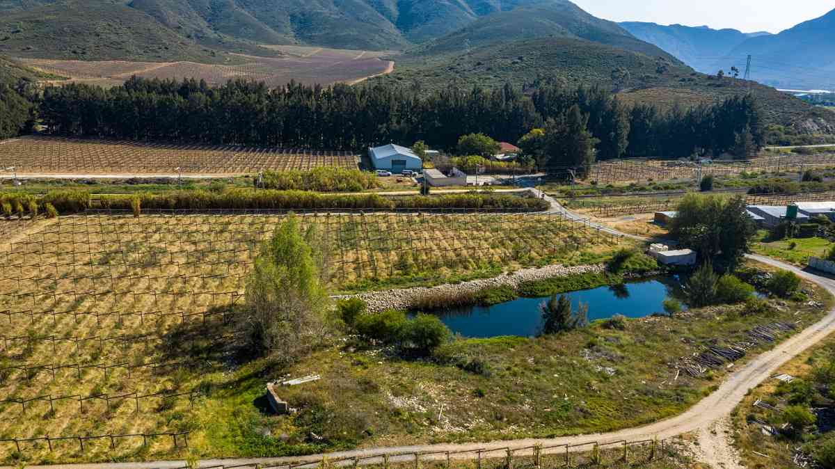 Export Table Grape Producing Farm - Liquidation Auction