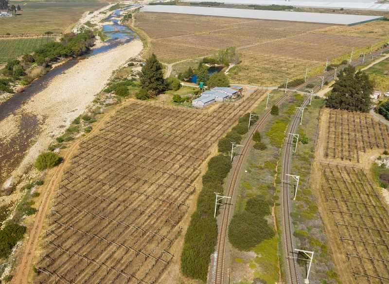 Export Table Grape Producing Farm - Liquidation Auction thumbnail 4
