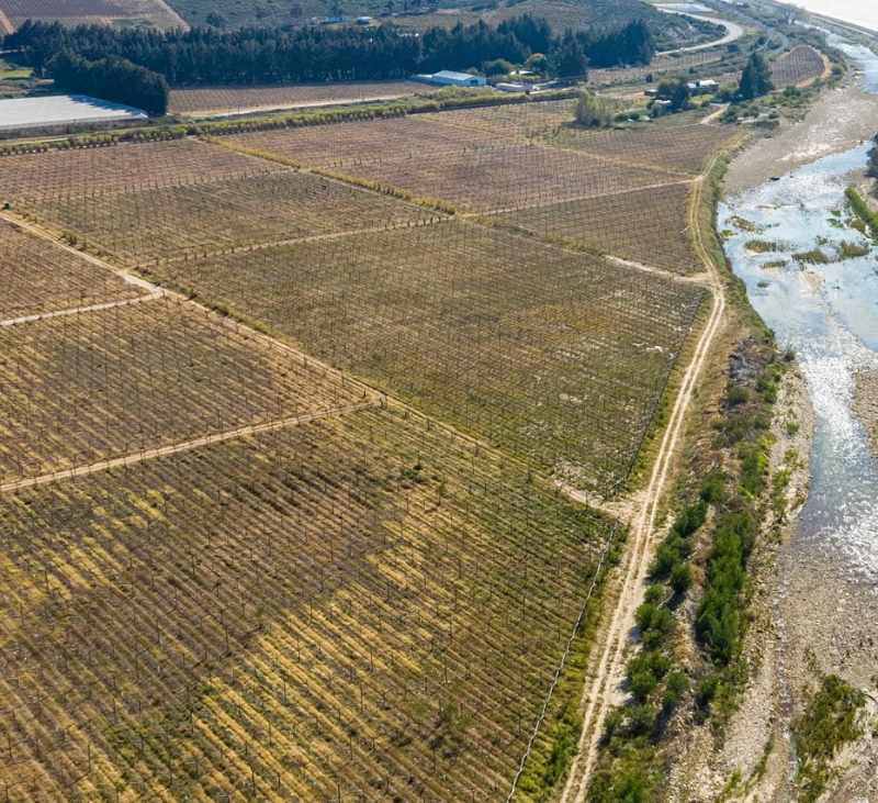 Export Table Grape Producing Farm - Liquidation Auction thumbnail 6