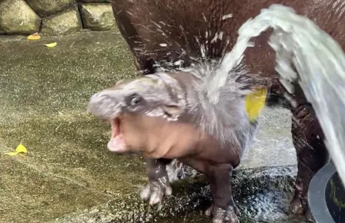 Hipposama 的個人 Banner