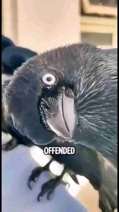 iam