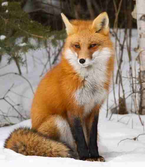 bradley the fox