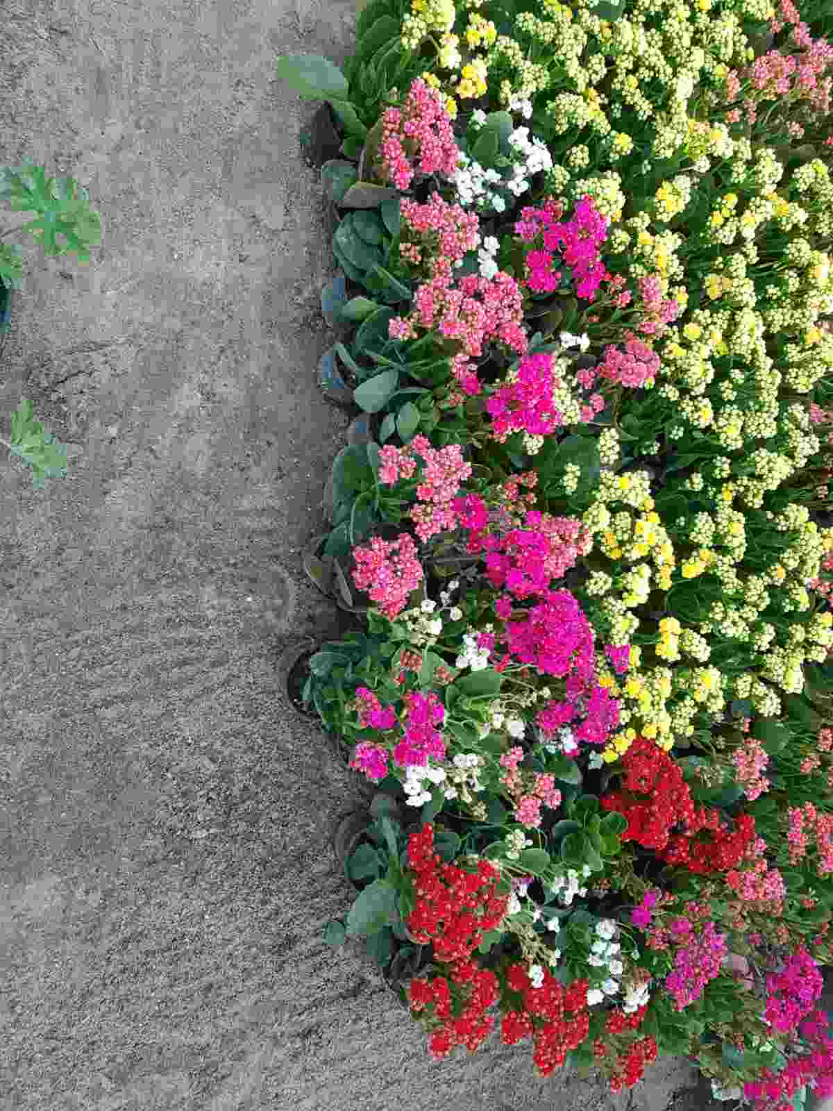 مشتل در الشاطئ