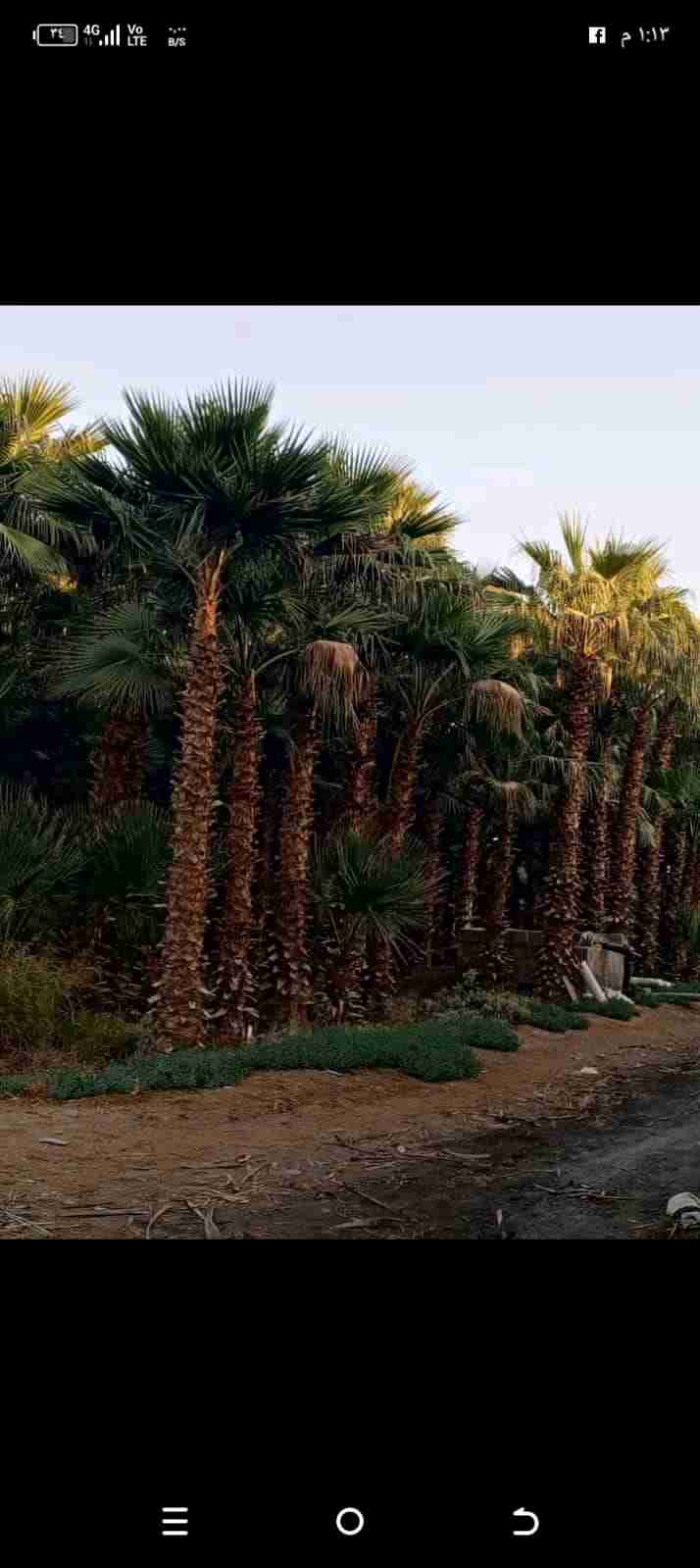 غرس نخيل الزينه