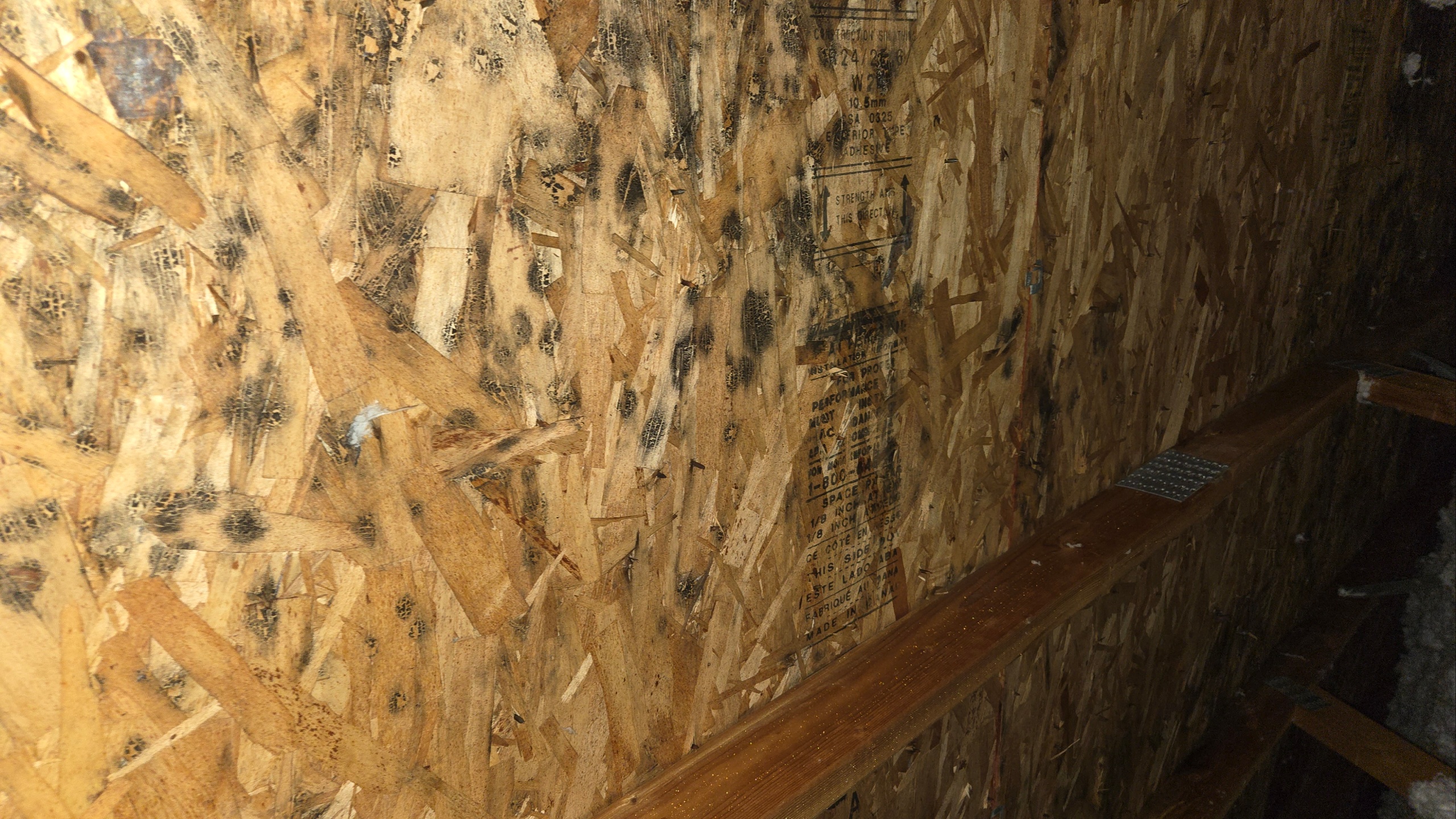 Close-up black mold picture showing its characteristic slimy, dark green-black appearance on wet drywall.