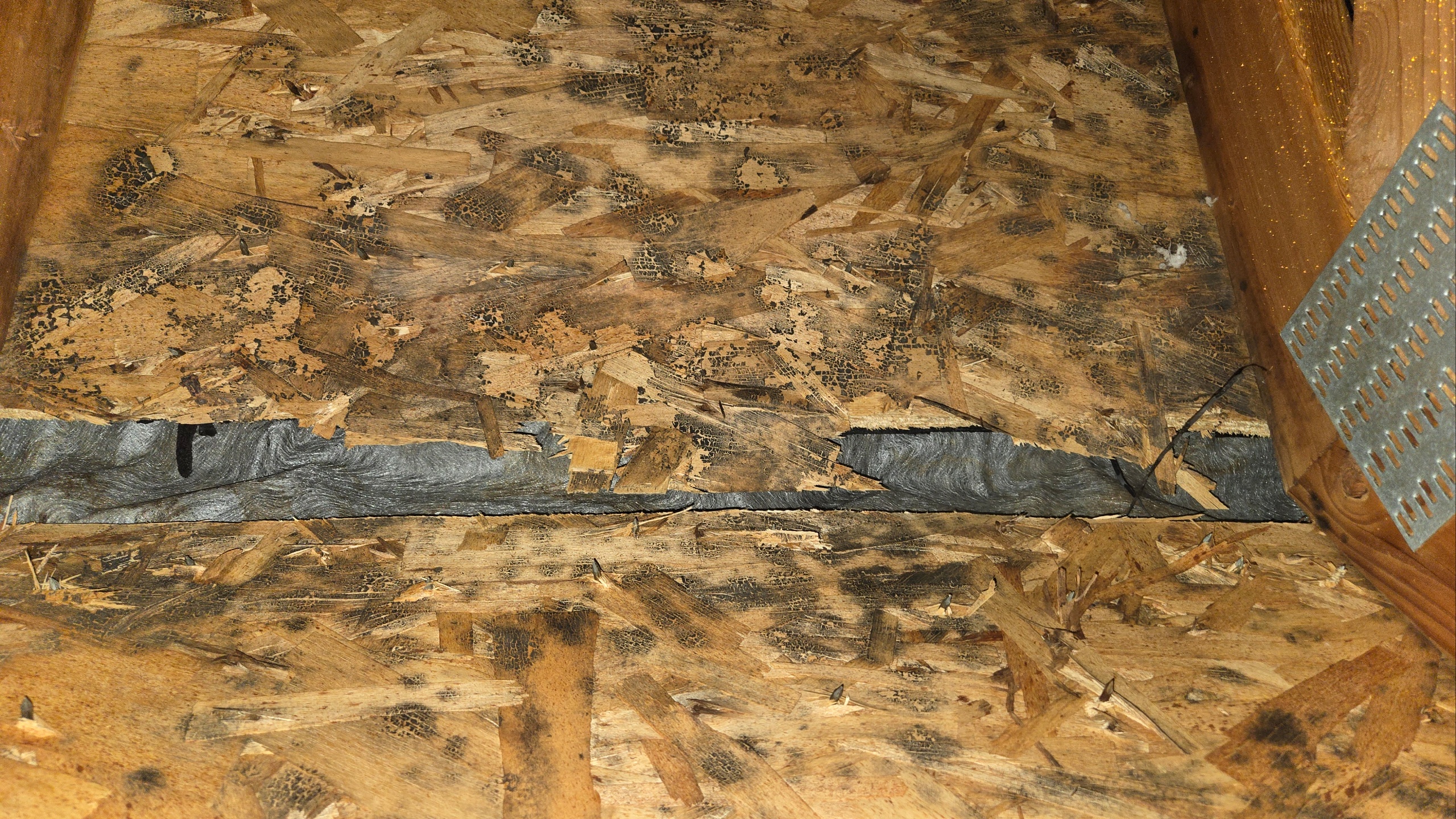 Black mold growing on wood in an attic between roofing joists