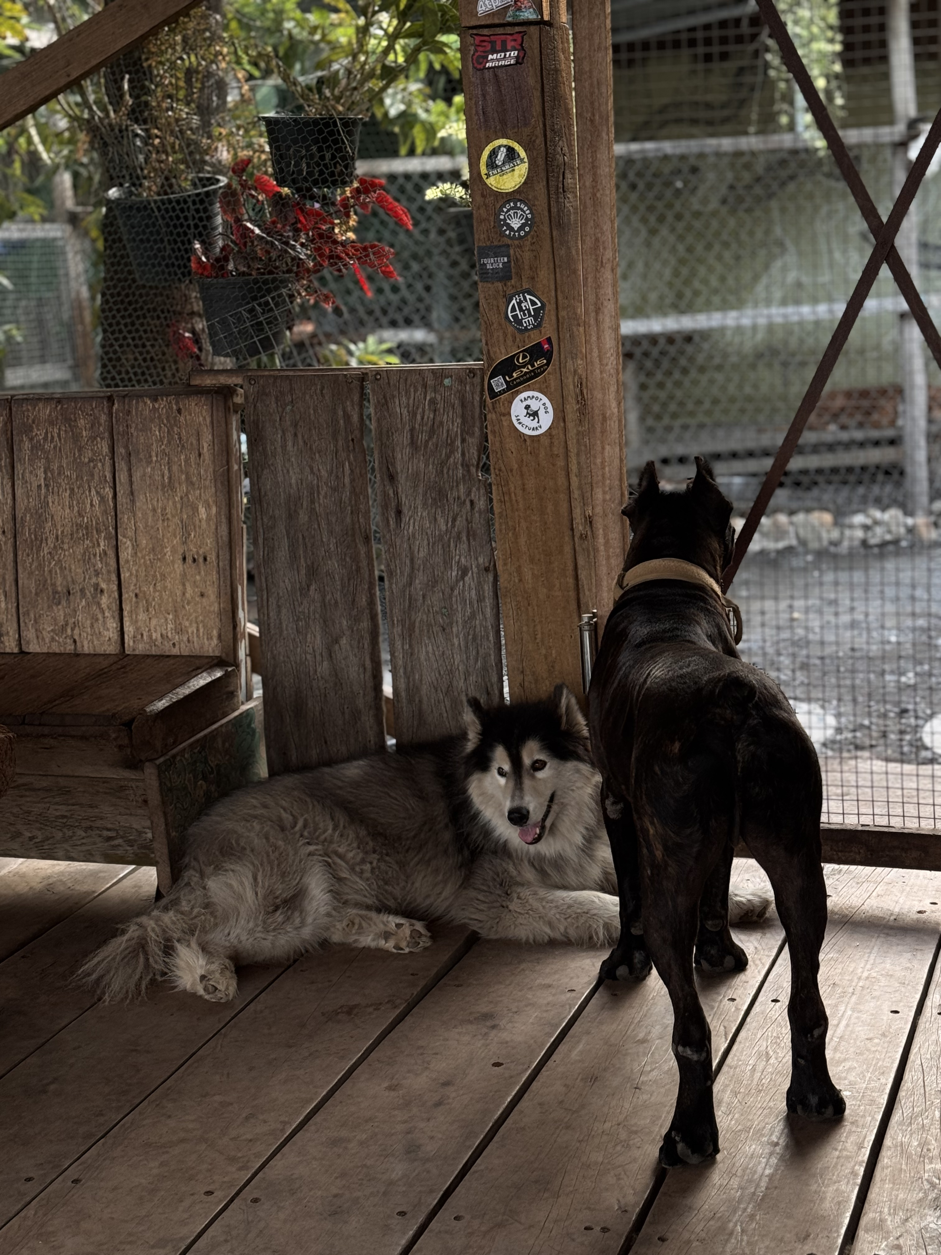 Kampot Dog Sanctuary — photo 3