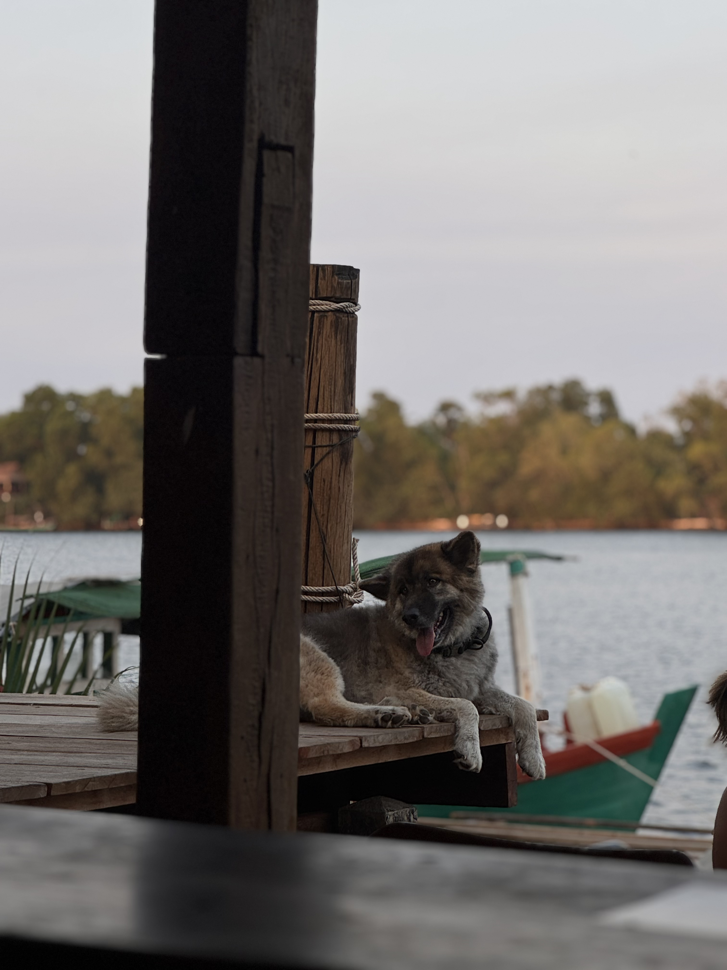 Kampot Dog Sanctuary — photo 1