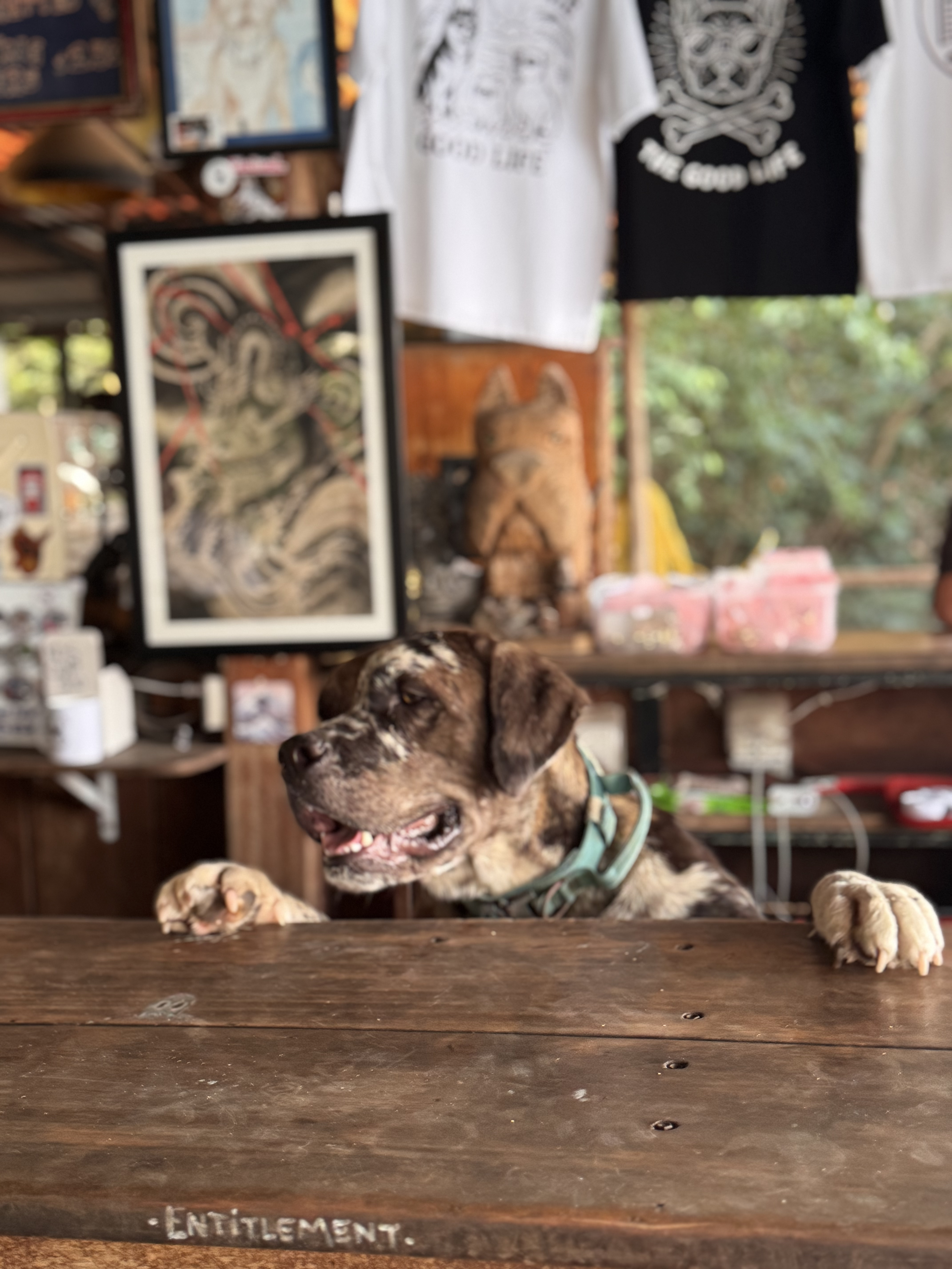 Kampot Dog Sanctuary — photo 2