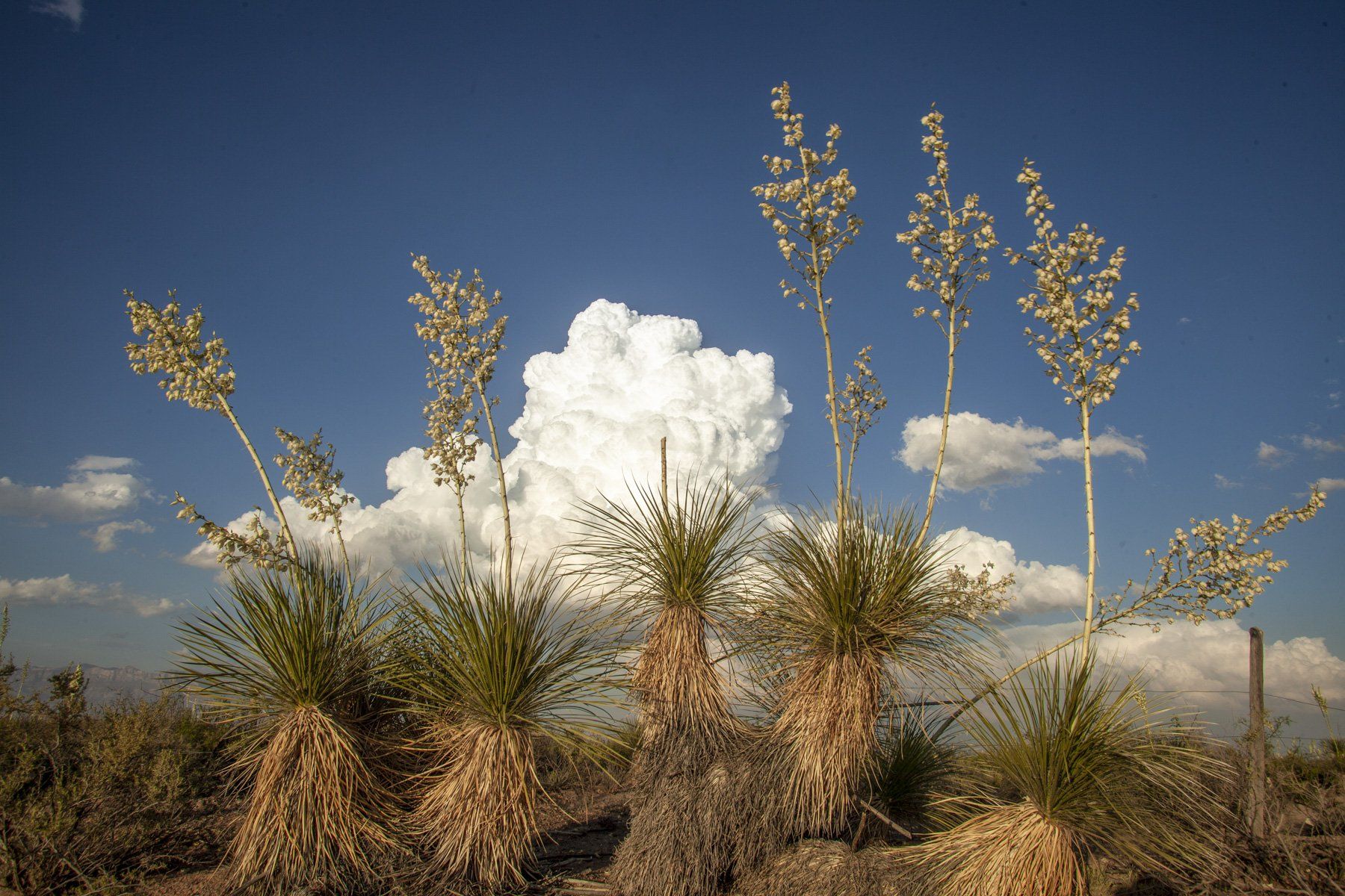 Golden hour glow on a mysterious Tulum desert plate, hinting at local culinary secrets.