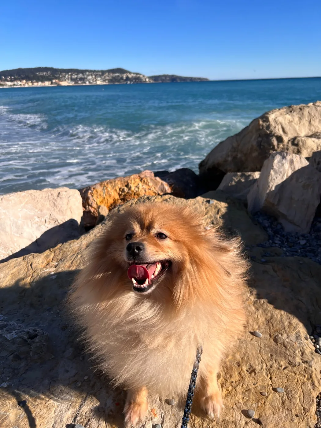 Chucha, chien de 5 ans — photo 1 sur 2