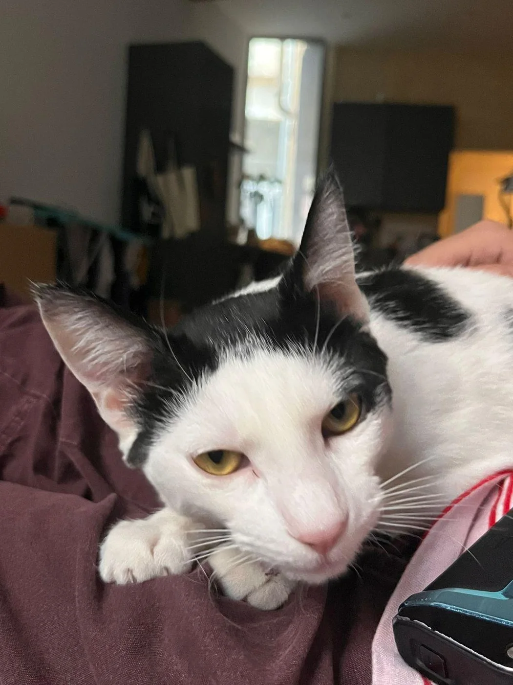 Pépite, chatte de 1 an — photo 1 sur 4
