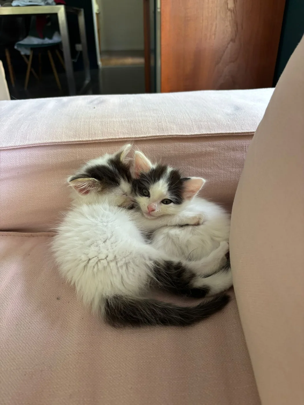 Woody (Bonnie), chatte de 5 mois — photo 1 sur 3