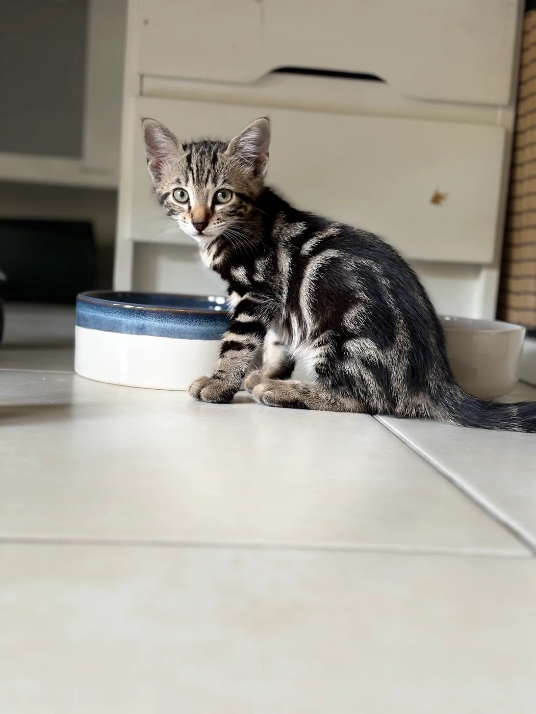 Nova, chat de 4 mois — photo 1 sur 2