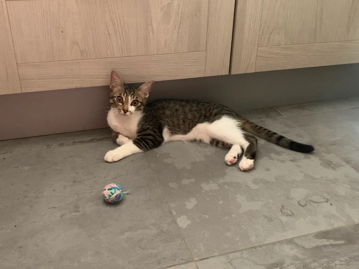 Boobi, chat de 5 mois — photo 1 sur 3