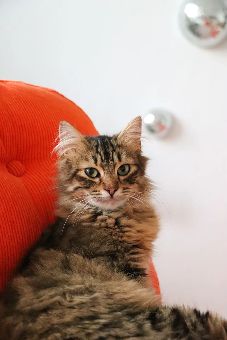 Gatsby, chat de 14 mois — photo 1 sur 3