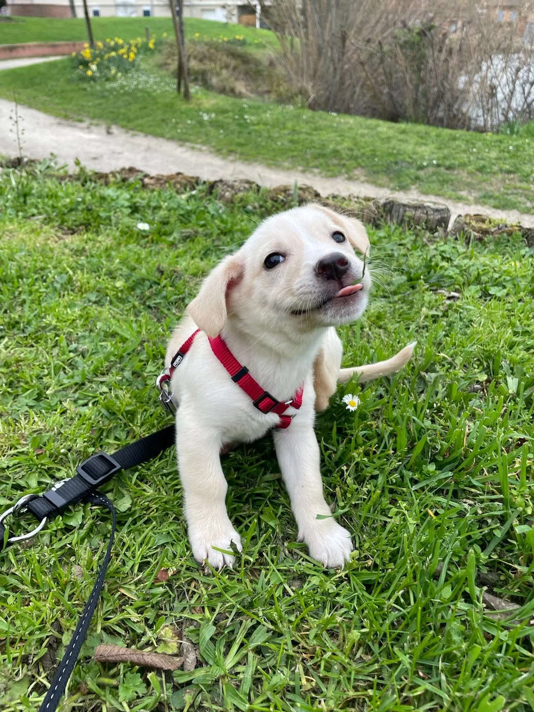 Popy, chienne de 9 mois — photo 1 sur 3