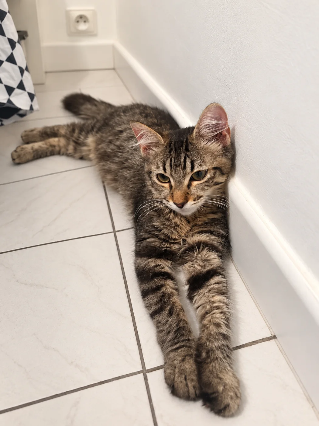 Aegon, chatte de 3 mois — photo 1 sur 4