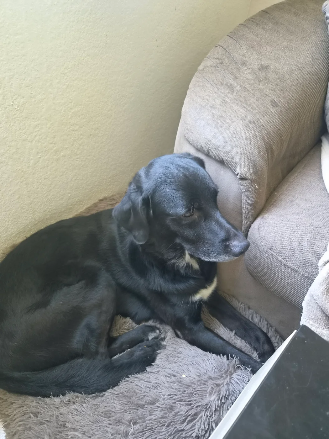 Salto, chien de 4 ans — photo 1 sur 3