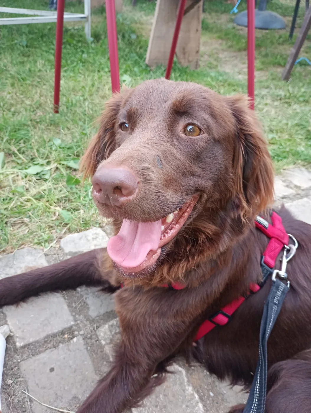 Diva, chienne de 2 ans — photo 1 sur 4