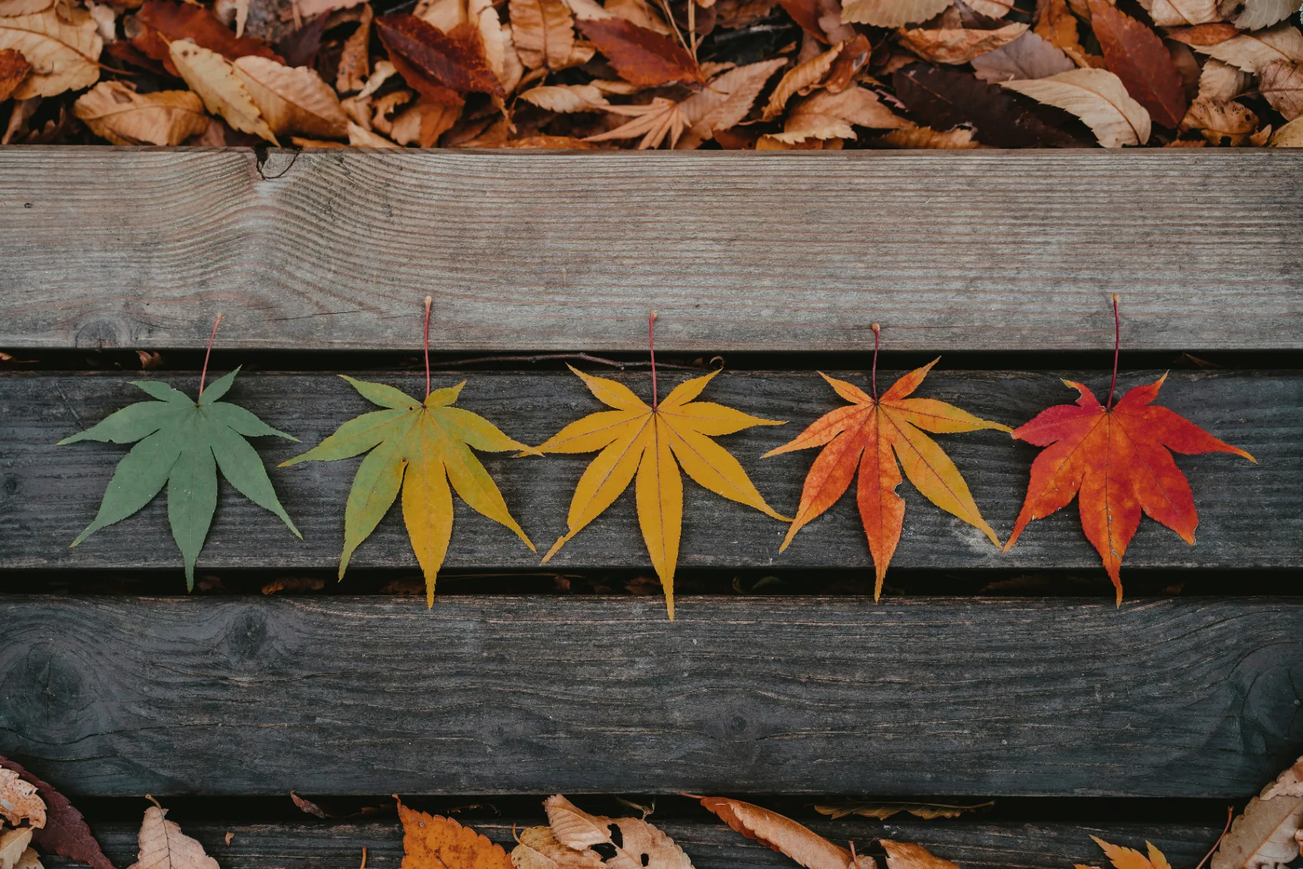 Why Seasonal Mood Shifts Feel Stronger Than Ever and How to Cope