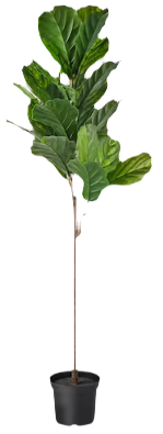 FEJKA Artificial potted plant, indoor/outdoor fiddle-leaf fig - IKEA