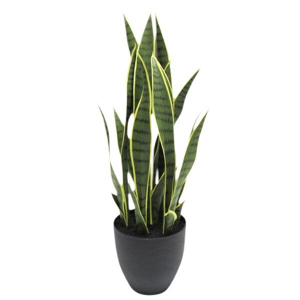 Snake Plant in Planter