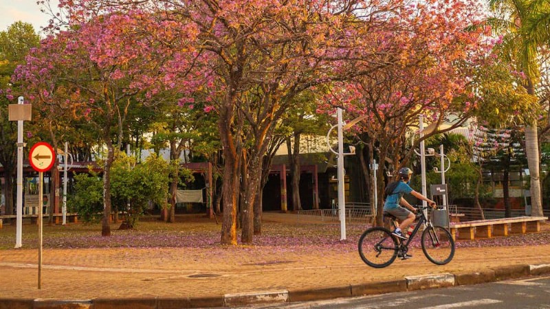 Bolsas Unicamp