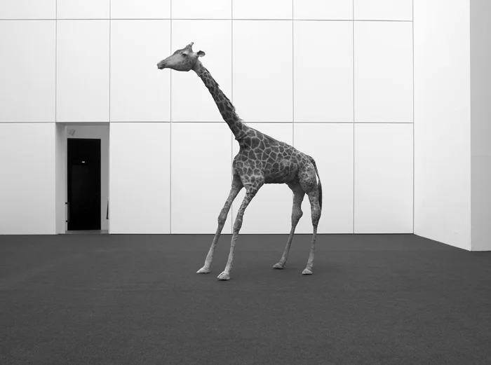Петер Фридль. «История зоопарка»: чучело жирафа, 2007. Фото Ганса Невидаля / documenta GmbH. Предоставлено автором, Международной академией искусства Палестины, Рамала