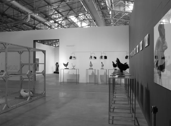 Кун Ванмехелен. Проект «Цыпленок-космополит». 2008. Фото Романа Суслова. Предоставлено Художественным Фондом «Московская биеннале».