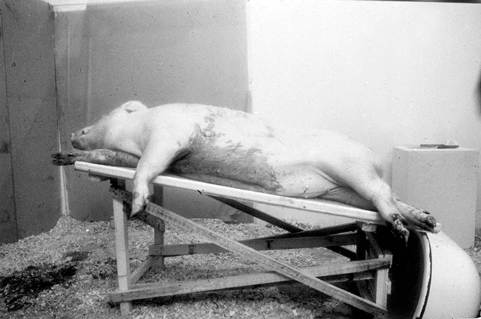 Олег Кулик и группа «Николай». «Пятачок раздает подарки», 1992. Документация перформанса 11 апреля 1992 в галерее «Риджина», Москва. Предоставлено художником