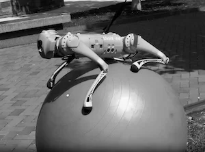 Робопес, обученный в VR балансировать на реальном мяче для фитнеса. Предоставлено автором текста.