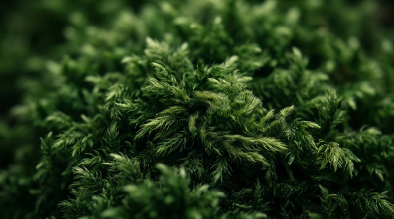 Ultra Detailed Macro Photograph Of Dense Green Moss/fur Like Organic Fibers Forming