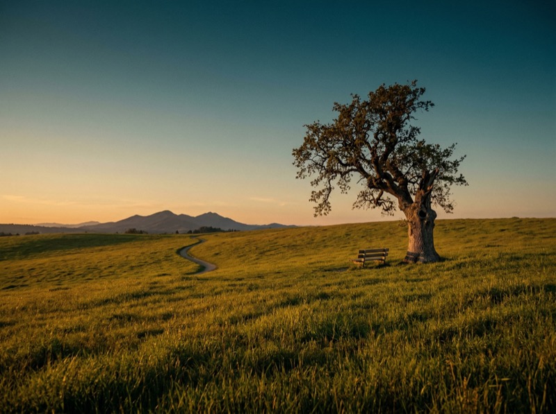 Lone Tree and Bench in Sunset Meadow