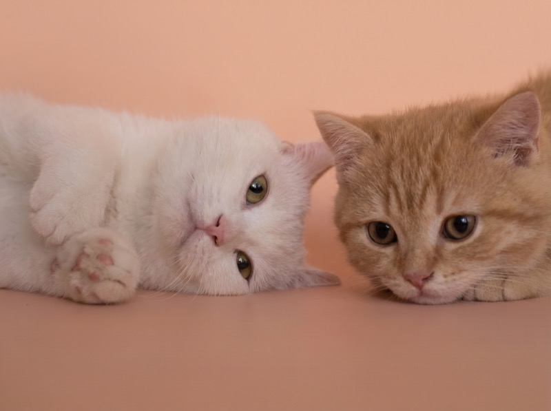 Two kittens resting on warm peach background